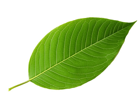 leaf_eco